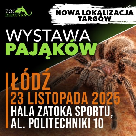 Wystawa pająków - Łódź