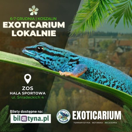 EXOTICARIUM LOKALNIE Targi Terrarystyczne Koszalin dwudniowe 6-7 grudnia
