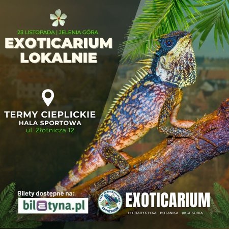 EXOTICARIUM LOKALNIE Targi Terrarystyczne Jelenia Góra